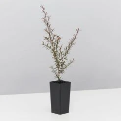 Shrubs Leptospermum Rubrum Nanum Hedging Plants