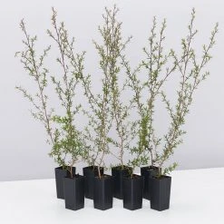 Shrubs Leptospermum Scoparium Ballerina Hedging Plants