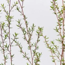 Shrubs Leptospermum Scoparium Ballerina Hedging Plants