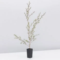 Shrubs Leptospermum Scoparium Ballerina Hedging Plants