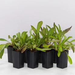 Shrubs Leucanthemum Superbum Border Plants