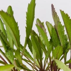 Shrubs Leucanthemum Superbum Border Plants 10 Shrubs Leucanthemum Superbum Border Plants