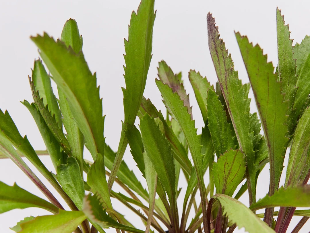 Shrubs Leucanthemum Superbum Border Plants 6 Shrubs Leucanthemum Superbum Border Plants