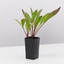 Shrubs Leucanthemum Superbum Border Plants 9 Shrubs Leucanthemum Superbum Border Plants