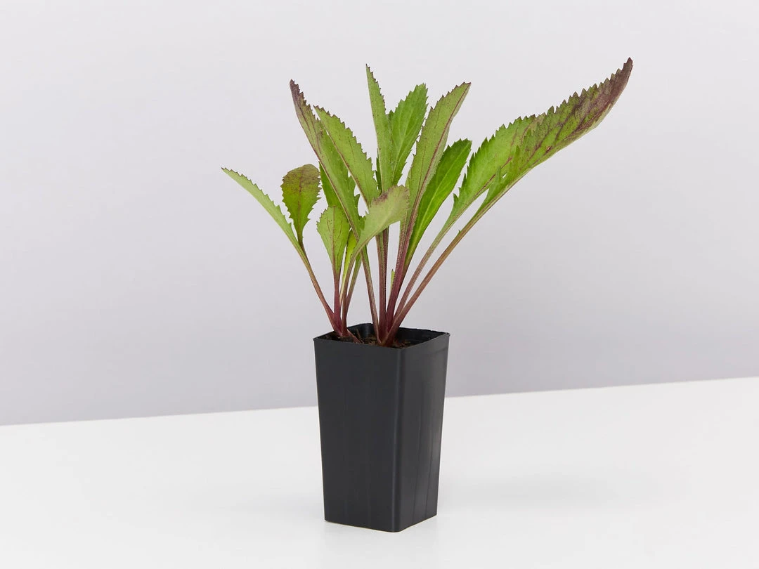 Shrubs Leucanthemum Superbum Border Plants 5 Shrubs Leucanthemum Superbum Border Plants