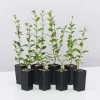 Hedge Ligustrum Undulatum Box-leaved Privet Evergreen Hedging Pack Hedging Plants 1 Hedge Ligustrum Undulatum Box-leaved Privet Evergreen Hedging Pack Hedging Plants