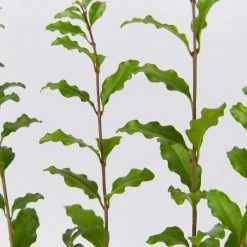 Hedge Ligustrum Undulatum Box-leaved Privet Evergreen Hedging Pack Hedging Plants