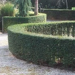 Hedge Ligustrum Undulatum Box-leaved Privet Evergreen Hedging Pack Hedging Plants