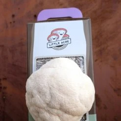 Little Acre Gourmet Mushrooms Lion's Mane Mushroom Grow Kit Gift Kits