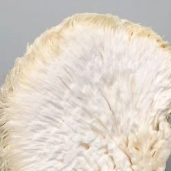 Little Acre Gourmet Mushrooms Lion's Mane Mushroom Grow Kit Gift Kits