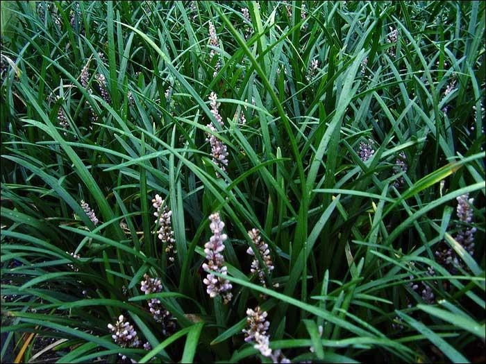 Shrubs Full Sun Liriope Muscari Big Blue 4 Shrubs Full Sun Liriope Muscari Big Blue