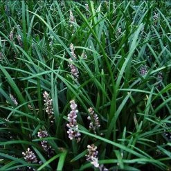 Shrubs Border Plants Liriope Evergreen Giant Plant (Grass-Like) Packs 11 Shrubs Border Plants Liriope Evergreen Giant Plant (Grass-Like) Packs