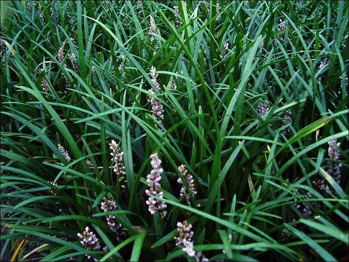 Shrubs Border Plants Liriope Evergreen Giant Plant (Grass-Like) Packs 5 Shrubs Border Plants Liriope Evergreen Giant Plant (Grass-Like) Packs