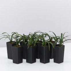 Liriope Amethyst™ Ozbreed Full Sun