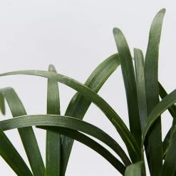 Liriope Amethyst™ Ozbreed Full Sun