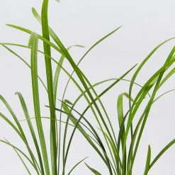 Shrubs Border Plants Liriope Evergreen Giant Plant (Grass-Like) Packs 15 Shrubs Border Plants Liriope Evergreen Giant Plant (Grass-Like) Packs