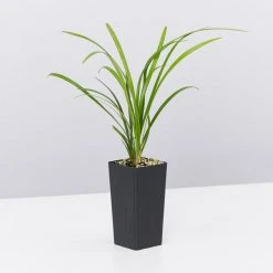 Shrubs Border Plants Liriope Evergreen Giant Plant (Grass-Like) Packs 14 Shrubs Border Plants Liriope Evergreen Giant Plant (Grass-Like) Packs