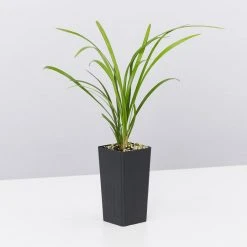 Shrubs A Full Sun - Totally Minimal Effort Garden Pack