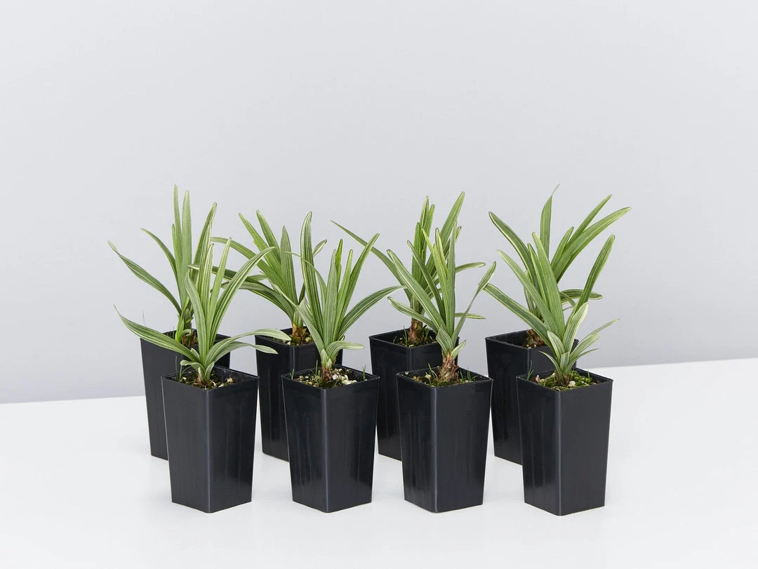 Ozbreed Pink Pearl™ Liriope Muscari ‘VS001’ 3 Ozbreed Pink Pearl™ Liriope Muscari ‘VS001’