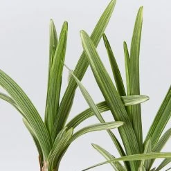 Ozbreed Pink Pearl™ Liriope Muscari ‘VS001’