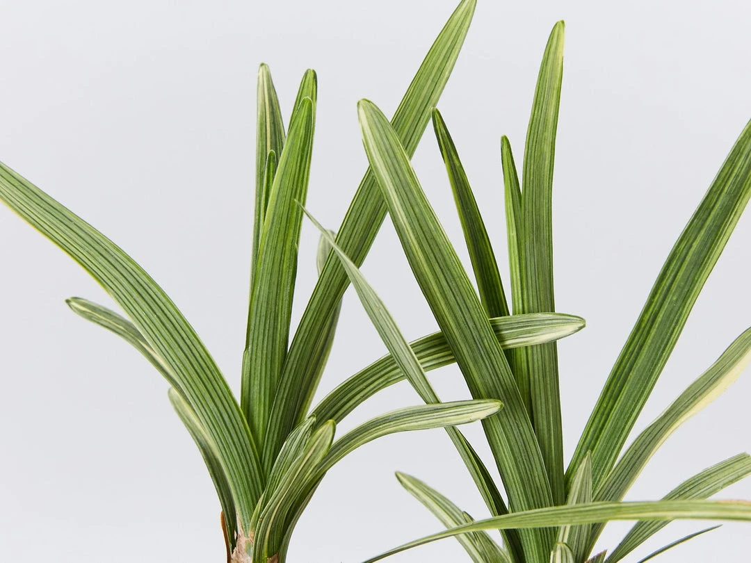 Ozbreed Pink Pearl™ Liriope Muscari ‘VS001’ 4 Ozbreed Pink Pearl™ Liriope Muscari ‘VS001’