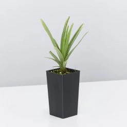 Ozbreed Pink Pearl™ Liriope Muscari ‘VS001’ 9 Ozbreed Pink Pearl™ Liriope Muscari ‘VS001’