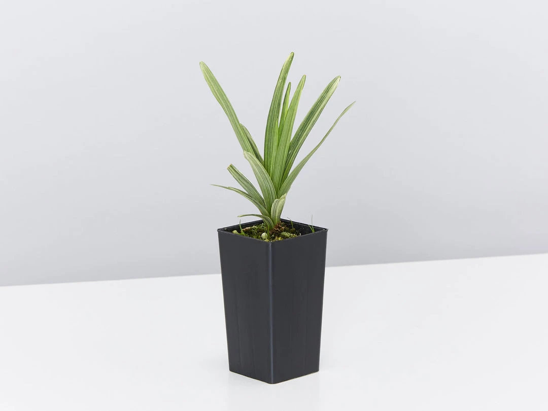 Ozbreed Pink Pearl™ Liriope Muscari ‘VS001’ 5 Ozbreed Pink Pearl™ Liriope Muscari ‘VS001’