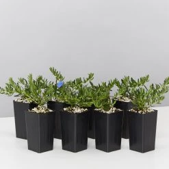Plants In A Box Lithodora Diffusa 'Grace Ward'