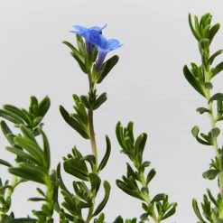 Plants In A Box Lithodora Diffusa 'Grace Ward'