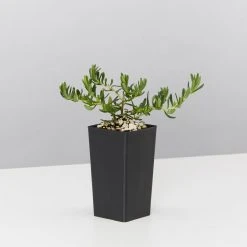 Shrubs Border Plants Sun Loving Potted Pretties Mix