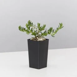 Plants In A Box Lithodora Diffusa 'Grace Ward'