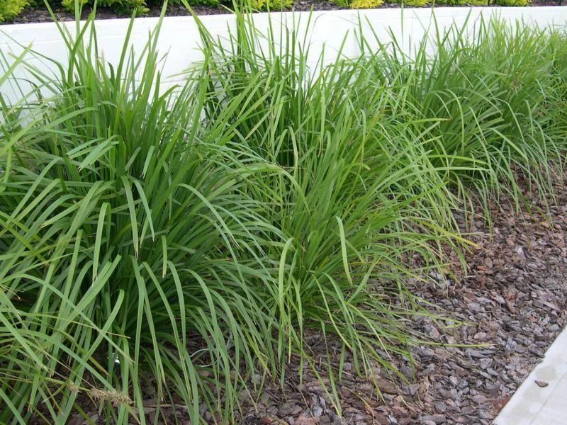 Shrubs Lomandra Longifolia Mat Rush 8 Shrubs Lomandra Longifolia Mat Rush
