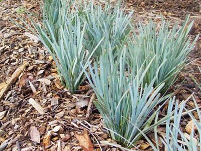 Shrubs Lomandra Glauca Blue Ridge 5 Shrubs Lomandra Glauca Blue Ridge