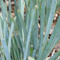 Shrubs Lomandra Glauca Blue Ridge