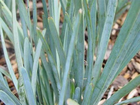 Shrubs Lomandra Glauca Blue Ridge 4 Shrubs Lomandra Glauca Blue Ridge
