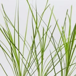 Shrubs Lomandra Lime Tuff