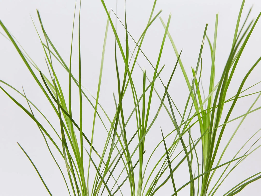 Shrubs Lomandra Lime Tuff 4 Shrubs Lomandra Lime Tuff