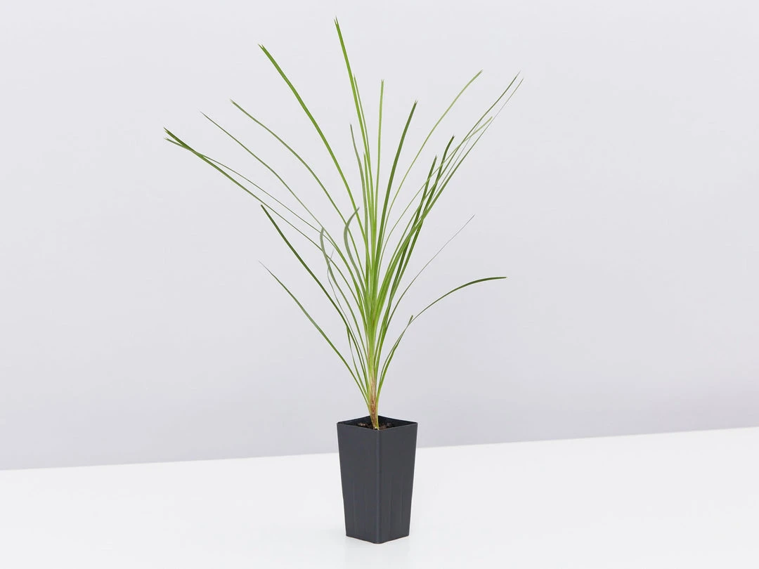 Shrubs Lomandra Lime Tuff 5 Shrubs Lomandra Lime Tuff