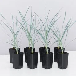 Shrubs Lomandra Glauca Blue Ridge