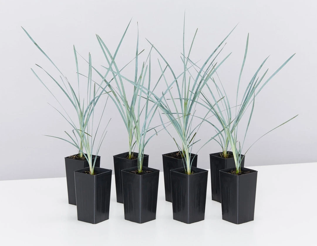 Shrubs Lomandra Glauca Blue Ridge 3 Shrubs Lomandra Glauca Blue Ridge