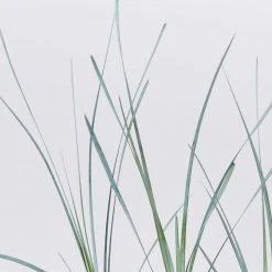 Shrubs Lomandra Glauca Blue Ridge 12 Shrubs Lomandra Glauca Blue Ridge