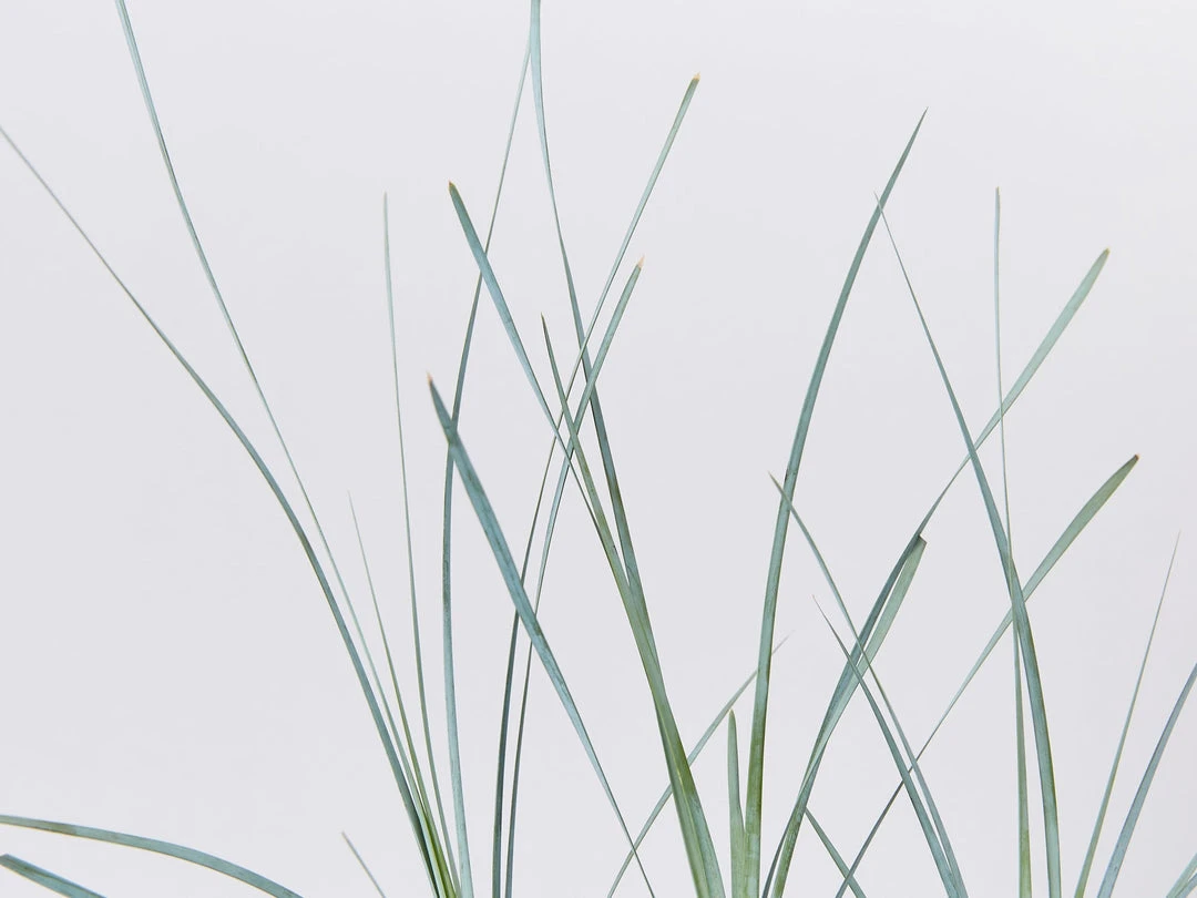 Shrubs Lomandra Glauca Blue Ridge 7 Shrubs Lomandra Glauca Blue Ridge