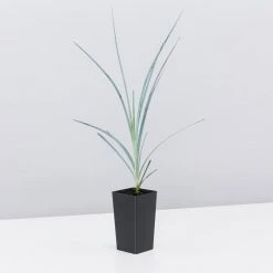 Shrubs Lomandra Glauca Blue Ridge 11 Shrubs Lomandra Glauca Blue Ridge