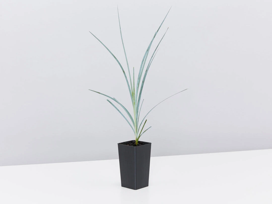 Shrubs Lomandra Glauca Blue Ridge 6 Shrubs Lomandra Glauca Blue Ridge