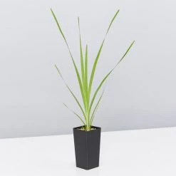 Shrubs Lomandra Hystrix Katie Belles Pbr Matt Rush Border Plants