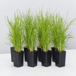 Shrubs Full Sun Lomandra Confertifolia "Little Con"