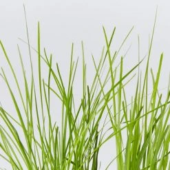 Shrubs Full Sun Lomandra Confertifolia "Little Con"