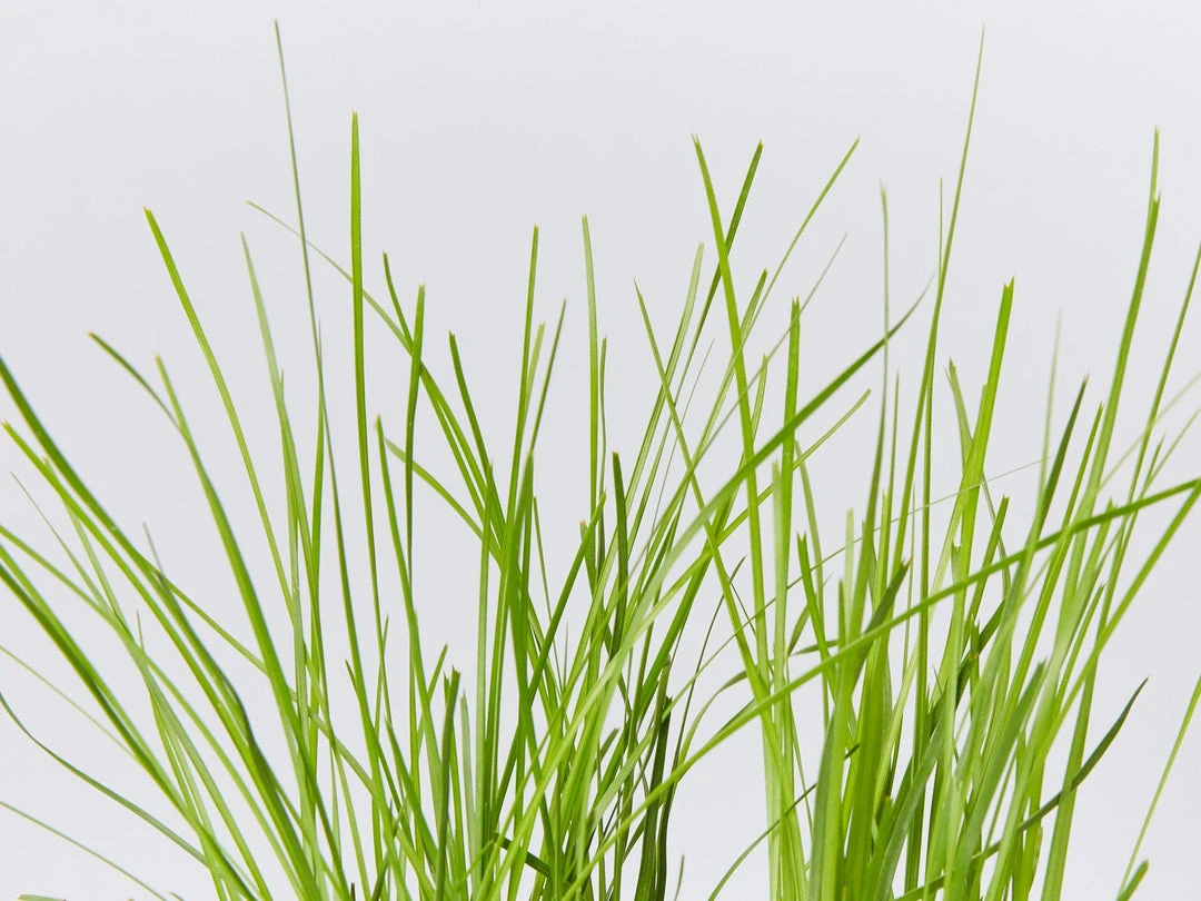 Shrubs Full Sun Lomandra Confertifolia "Little Con" 4 Shrubs Full Sun Lomandra Confertifolia "Little Con"