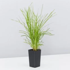 Shrubs Full Sun Lomandra Confertifolia "Little Con" 10 Shrubs Full Sun Lomandra Confertifolia