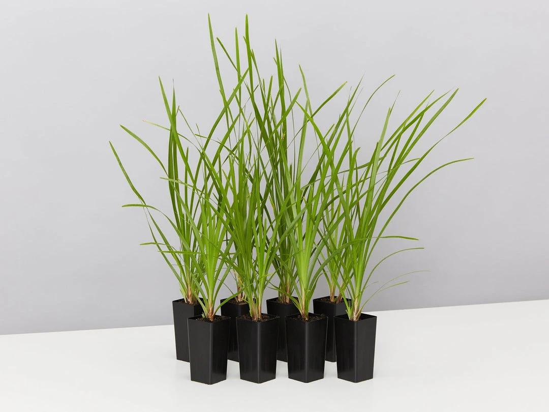 Shrubs Lomandra Confertifolia 'Little Cricket' Full Sun 3 Shrubs Lomandra Confertifolia 'Little Cricket' Full Sun